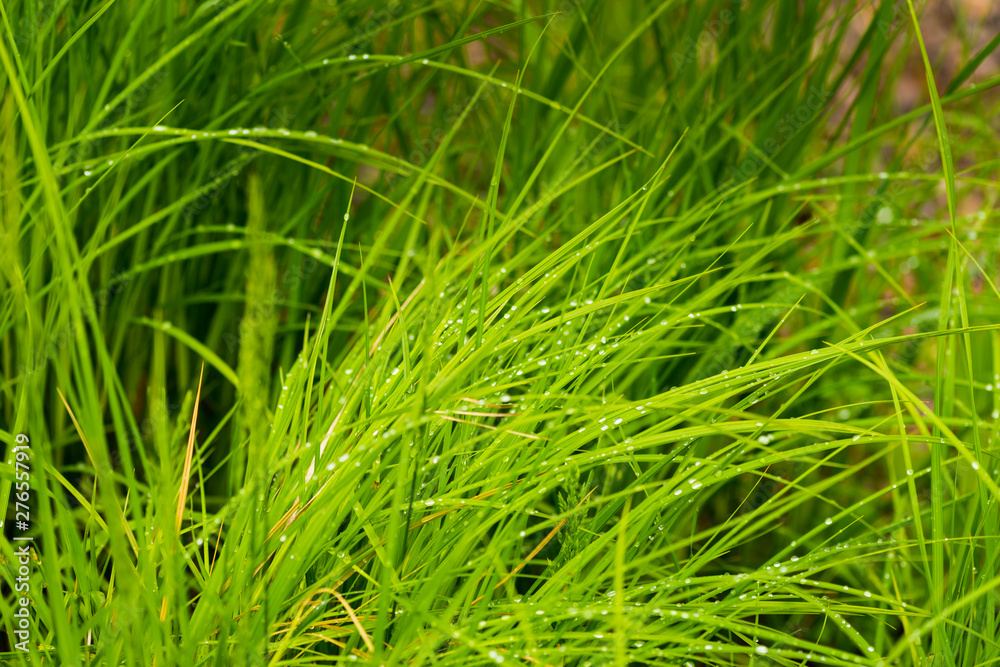 Obraz premium Rain drops on wetland grasses in the Chequamegon National Forest.