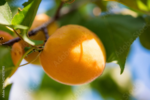 Fresh ripe apricots on tree branch close up