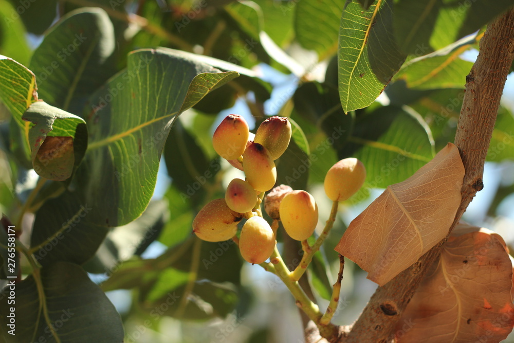 a bunch of pistachio's growing on a pistachio tree surrounded by fresh growth on an organic farm