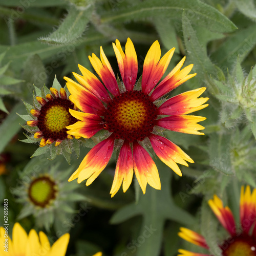 Common gaillardia or common Blanket flower (Gaillardia aristata) photo