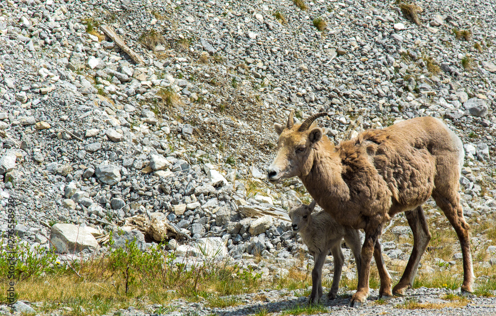 Naklejka premium Mother and baby mountain sheep out for a morning stroll in the Rocky Mountains