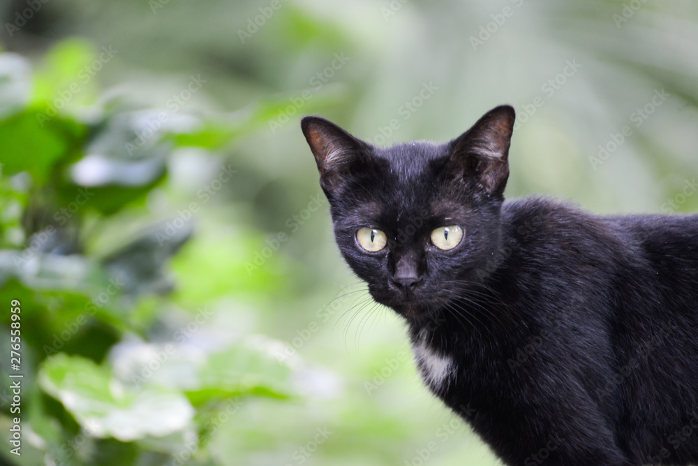black cats ragged black cats ragged