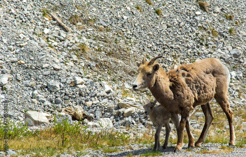 Mother and baby mountain sheep out for a morning stroll in the Rocky Mountains © Randy