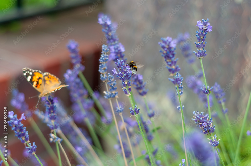 Close-up of a bee in lavender Close-up of a bee in lavender