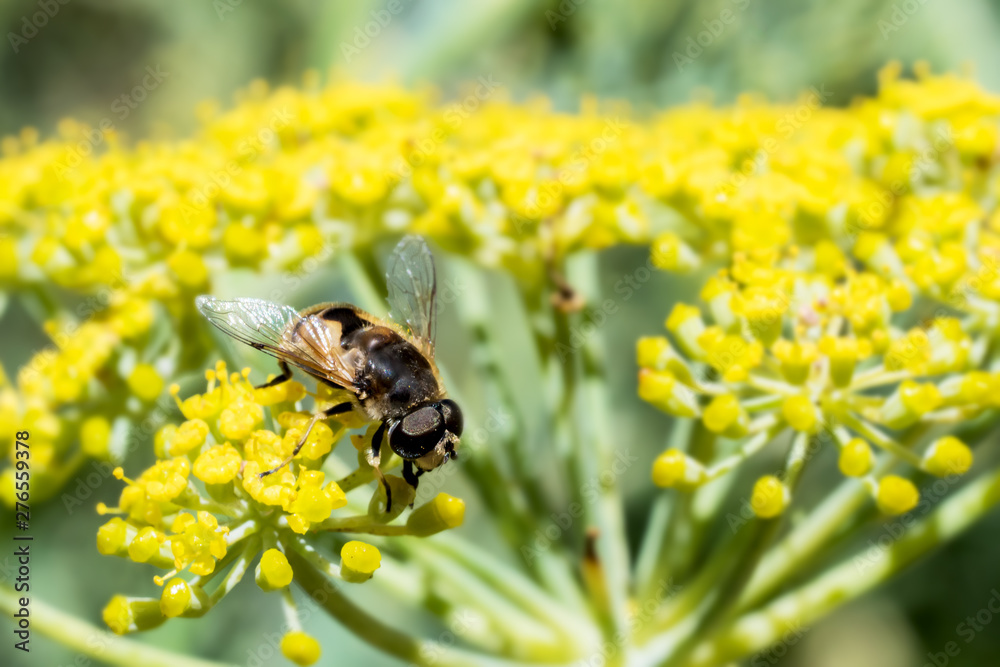 Honey Bee collecting pollen on yellow flower with green and yellow background Honey Bee collecting pollen on yellow flower with green and yellow background