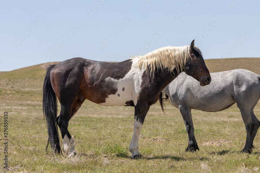 Obraz premium Wild Horses in Spring in the Utah Desert