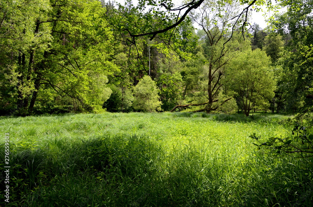 Fototapeta premium Wetland on the bank of the river Vltava in South Bohemia, Czech Republic