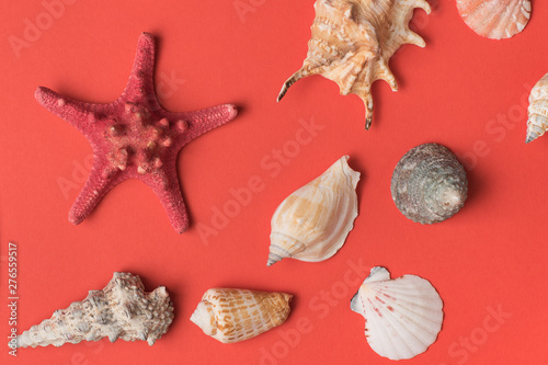 Variety of seashells and starfish on the background of living coral. Flat lay. Marine concept