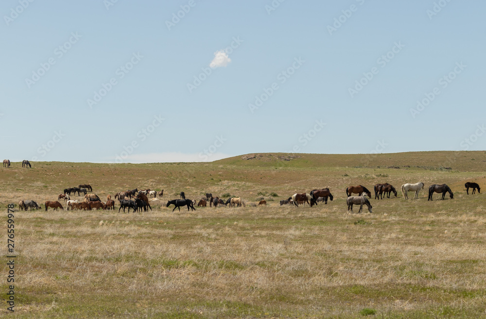 Obraz premium Wild Horses in Spring in the Utah Desert