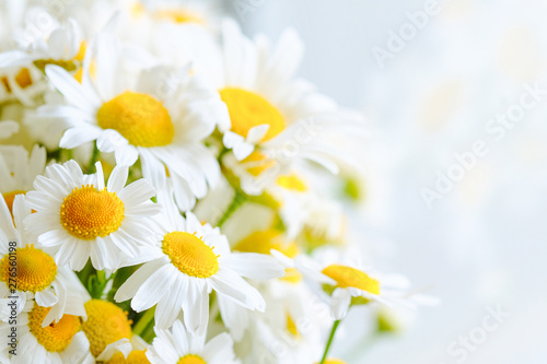 Background from meadow chamomile blossoms