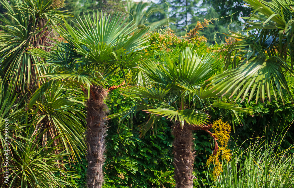 Evergreen palm branches in the subtropics - obrazy, fototapety, plakaty 