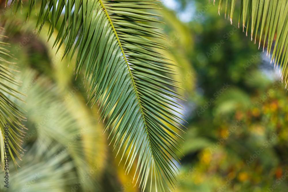 Fototapeta premium Evergreen palm branches in the subtropics