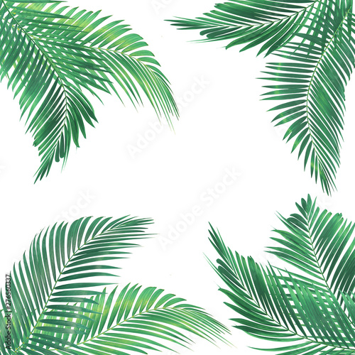 frame for text made from green palm leaf isolated on  white background