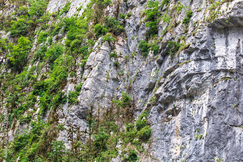 Vegetation on the rocks in the mountains as a background