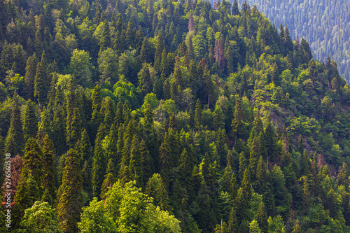 Coniferous forests on the slopes of the Caucasus Mountains © schankz