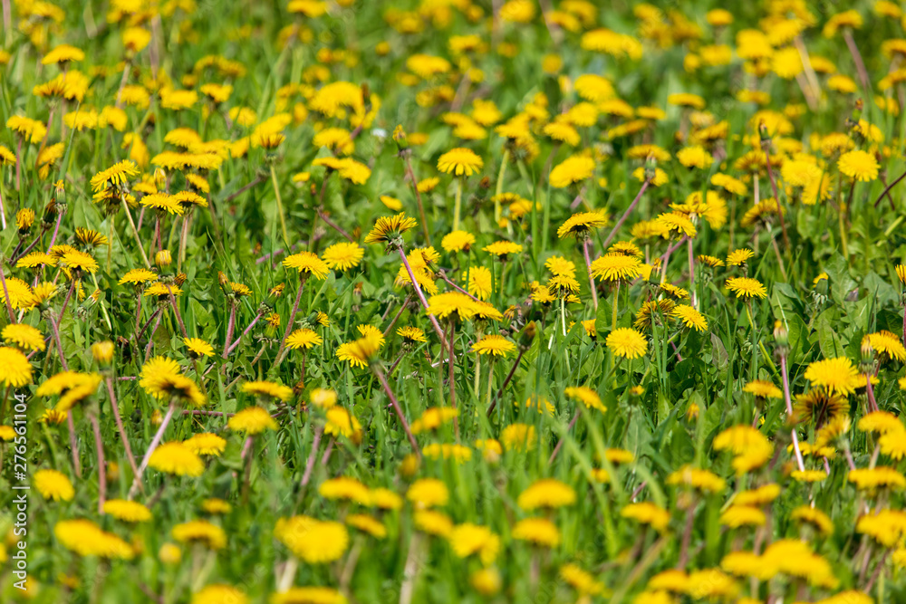 Yellow dandelion flowers on green grass as background