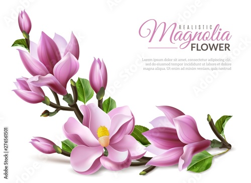 realistic magnolia illustration