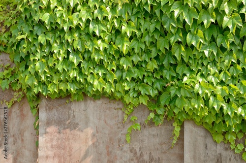Ivy on wall