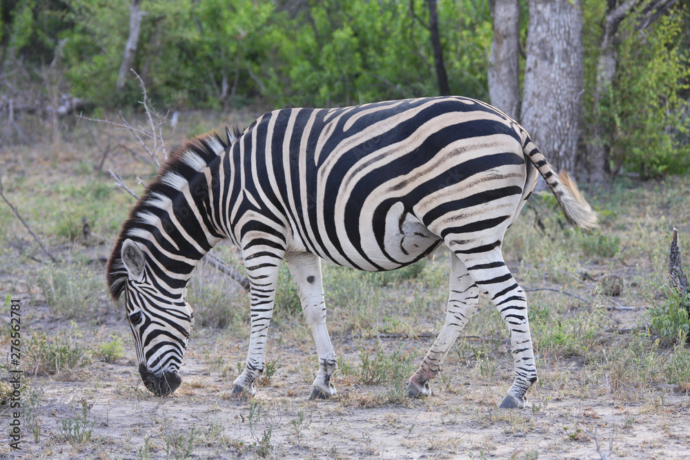 un zèbre dans la savane en Afrique du Sud un zèbre dans la savane en Afrique du Sud