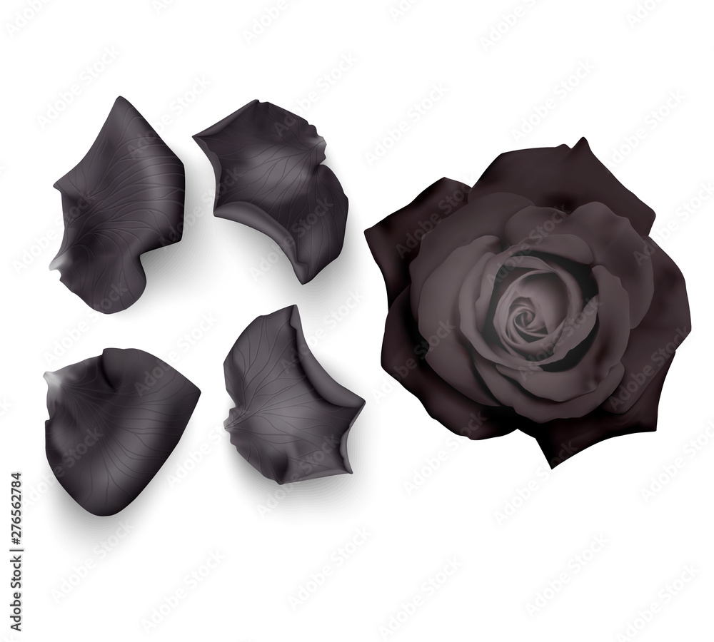 Set of Black rose petals , closeup on a white background can be used
