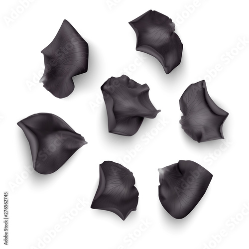 Set of Black rose petals , close-up on a white background can be used for design of romantic greetings. Vector Eps10 illustration