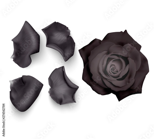 Set of Black rose petals , close-up on a white background can be used for design of romantic greetings. Vector Eps10 illustration