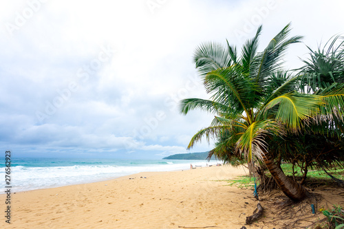 Coconut trees and beaches in the sea