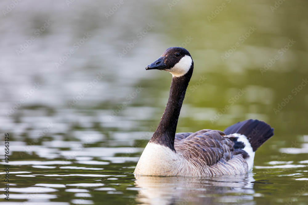 Canada goose Branta canadensis swimming in lake water, attentively observing the surroundings