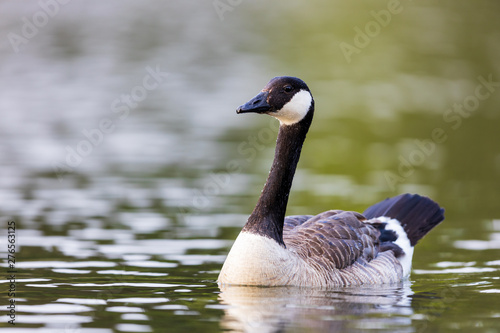 Canada goose Branta canadensis swimming in lake water, attentively observing the surroundings