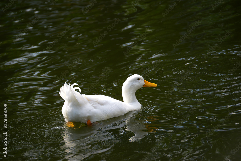 white duck swim.