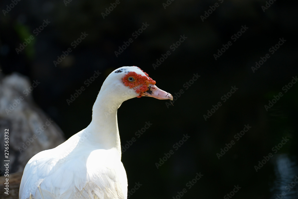 white duck swim. white duck swim.