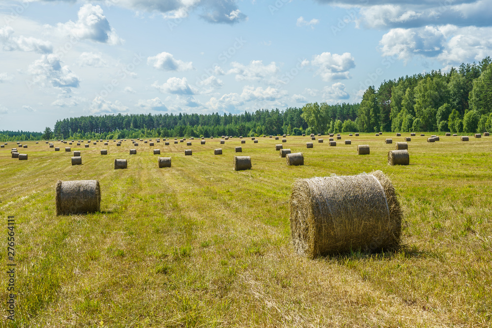 hay rolls on a grass field on a sunny day