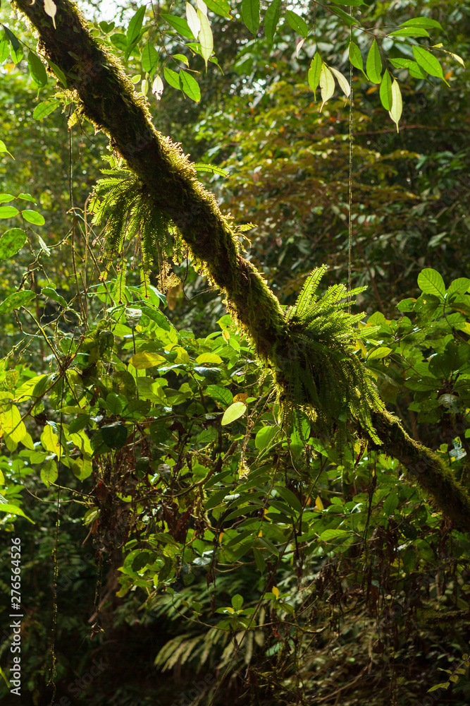 Lush forest scene in Borneo Malaysia Lush forest scene in Borneo Malaysia