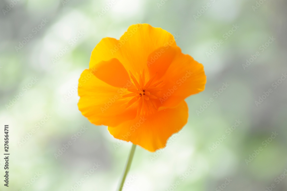 Single orange wildflower California Poppy Single orange wildflower California Poppy