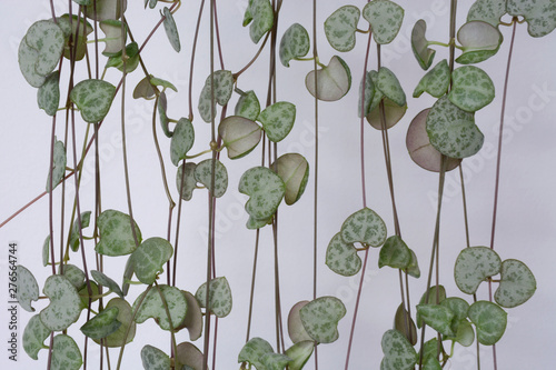 String of Hearts  Rosary Vine  Chain of Hearts  Hearts-on-a-string  sweetheart vine  Ceropegia woodii  Ceropegia linearis ssp. woodii   indoor house plant against white background