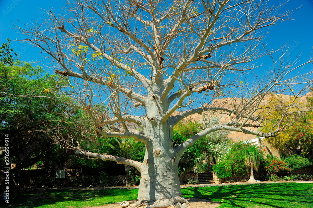 Pond pine;Tel Aviv