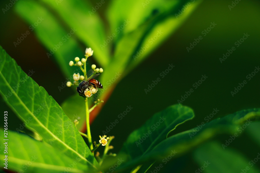 Fototapeta premium Bee find nectar on flowers