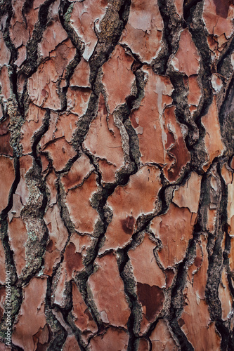 Pine tree bark texture. Organic and natural pattern.   