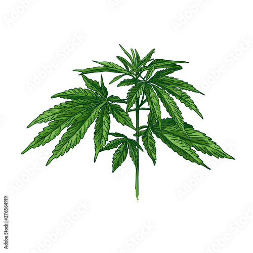 Hand drawn colorful cannabis plant. Isolated sketch of marijuana twig. Vector illustration.