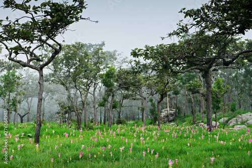 Dok Krachiao Siam Tulip  flower field , selective focus (detailed close-up shot)