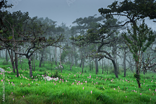Dok Krachiao Siam Tulip  flower field , selective focus (detailed close-up shot)