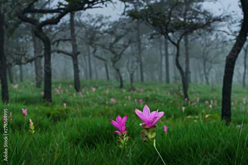Dok Krachiao Siam Tulip  flower field , selective focus (detailed close-up shot)