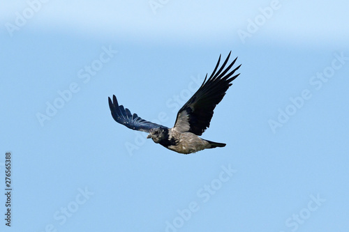 Nebelkrähe / Aaskrähe (Corvus corone) - Carrion crow photo