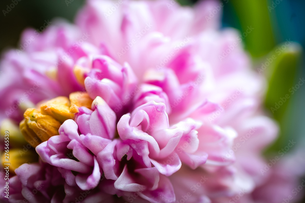 pink flower of hyacinth