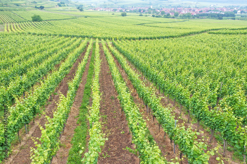aerial view vineyard scenery at Kaiserstuhl Germany