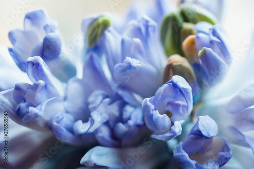 blue flower of hyacinth
