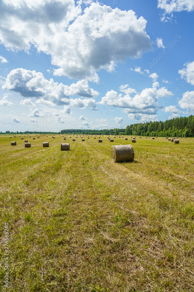 hay rolls on a grass field on a sunny day hay rolls on a grass field on a sunny day