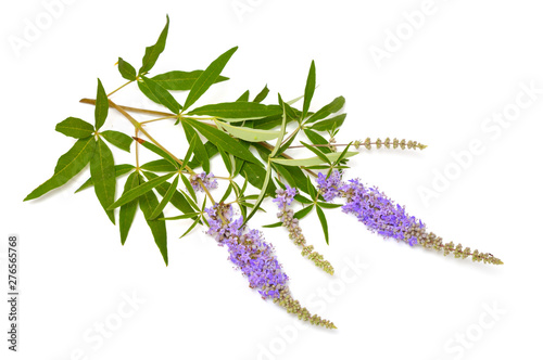 Vitex agnus-castus, chaste tree or chastetree, chasteberry, Abraham's balm, lilac chastetree or monk's pepper.