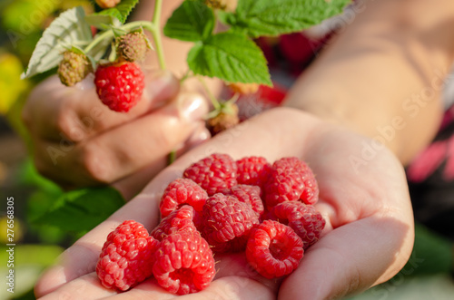 raspberries ripe berries on the palm