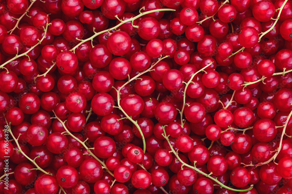 Full frame shot of freshly picked home grown red currants. Full frame shot of freshly picked home grown red currants.